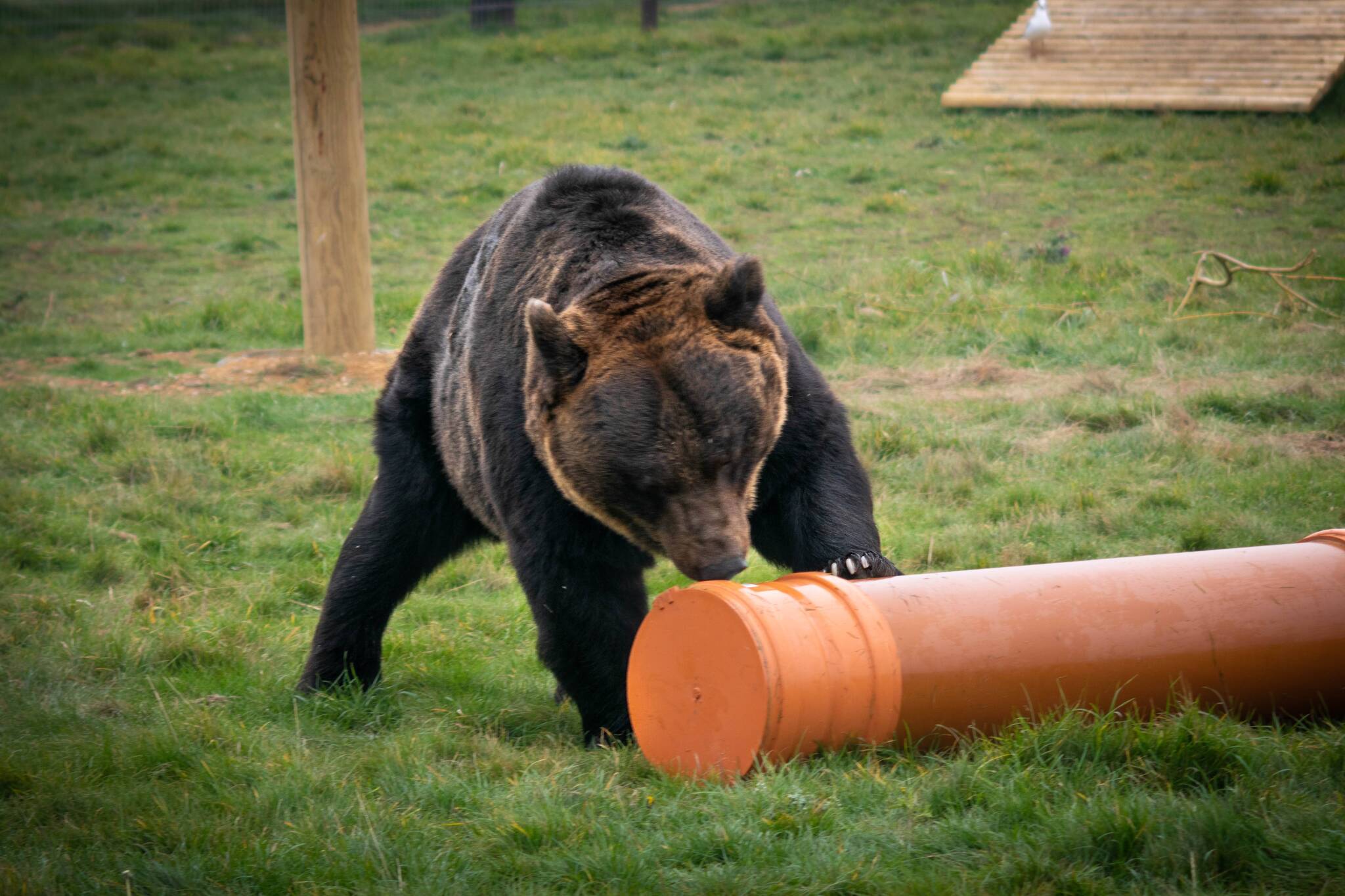 Brown Bear at Yorkshire Wildlife Park inspecting Polypipe Drainage Toys